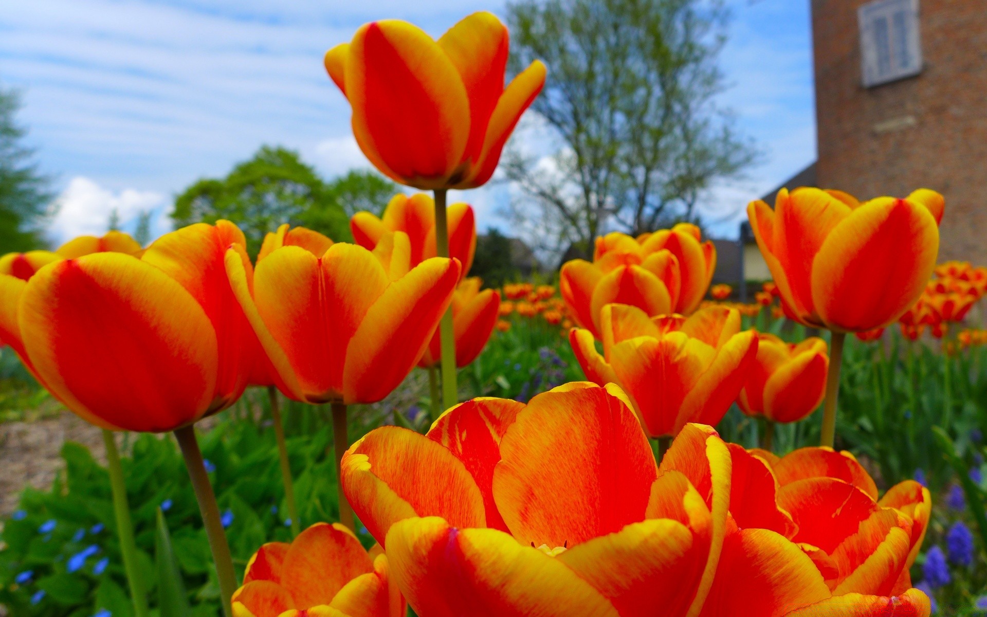 flores tulipa natureza jardim verão flor brilhante cor folha flora temporada floral pétala brilhante campo bom tempo ao ar livre parque blooming grama