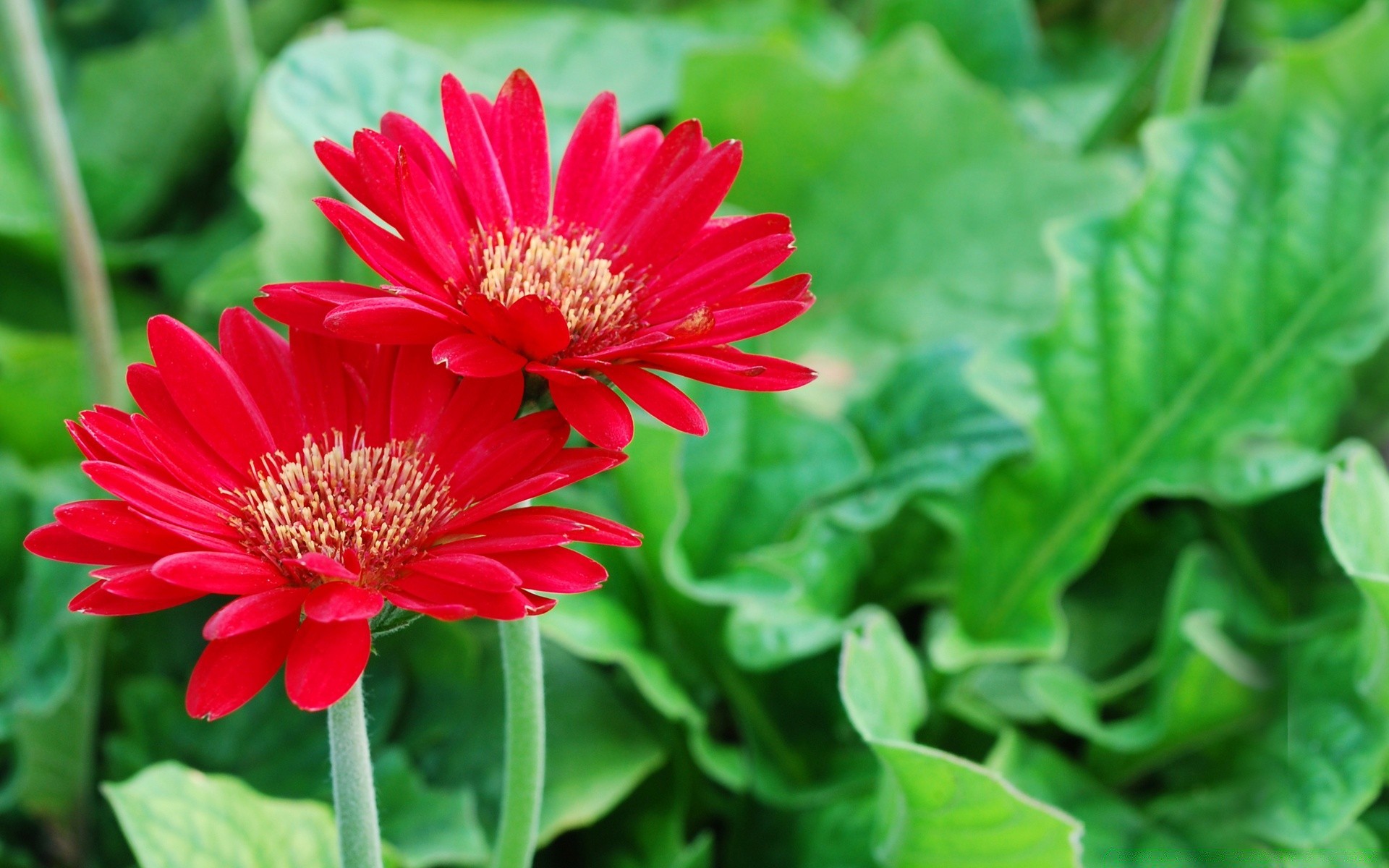 çiçekler doğa flora yaz yaprak çiçek bahçe yakın çekim çiçek açan petal çiçek büyüme parlak renk açık havada