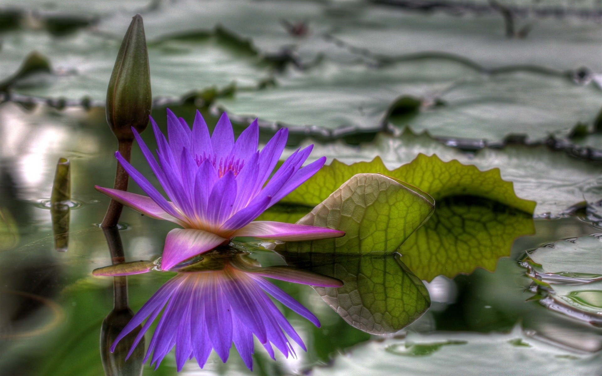 çiçekler çiçek lotus doğa yaprak havuz lily flora çiçek açan yaz petal bahçe nilüfer yüzme egzotik güzel çiçek yakın çekim vahşi tropikal