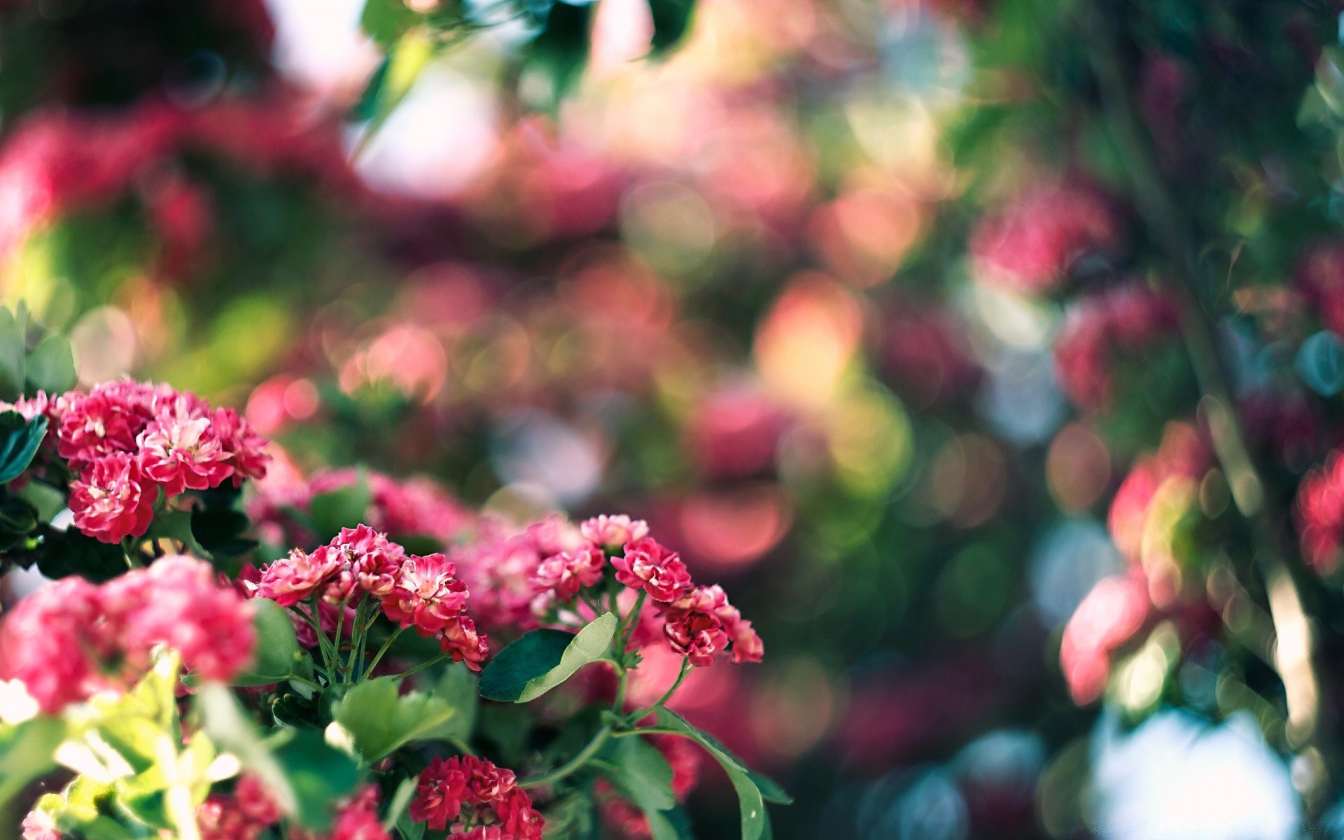 fleurs fleur nature jardin feuille été flore rose couleur croissance floral lumineux à l extérieur bluming