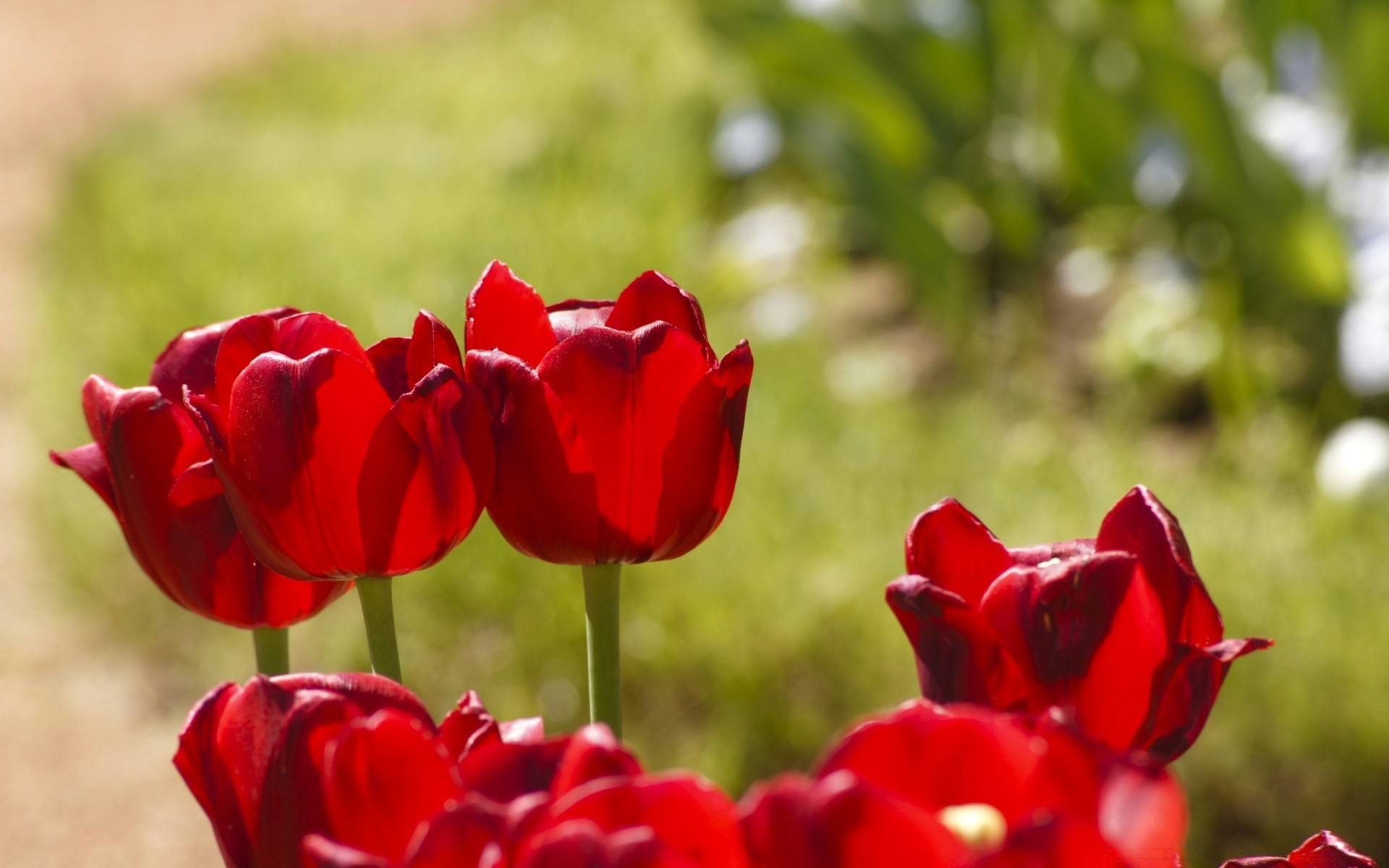 kwiaty natura kwiat ogród flora tulipan liść kwiatowy kolor płatek bluming lato jasne pole wzrost odkryty park miłość