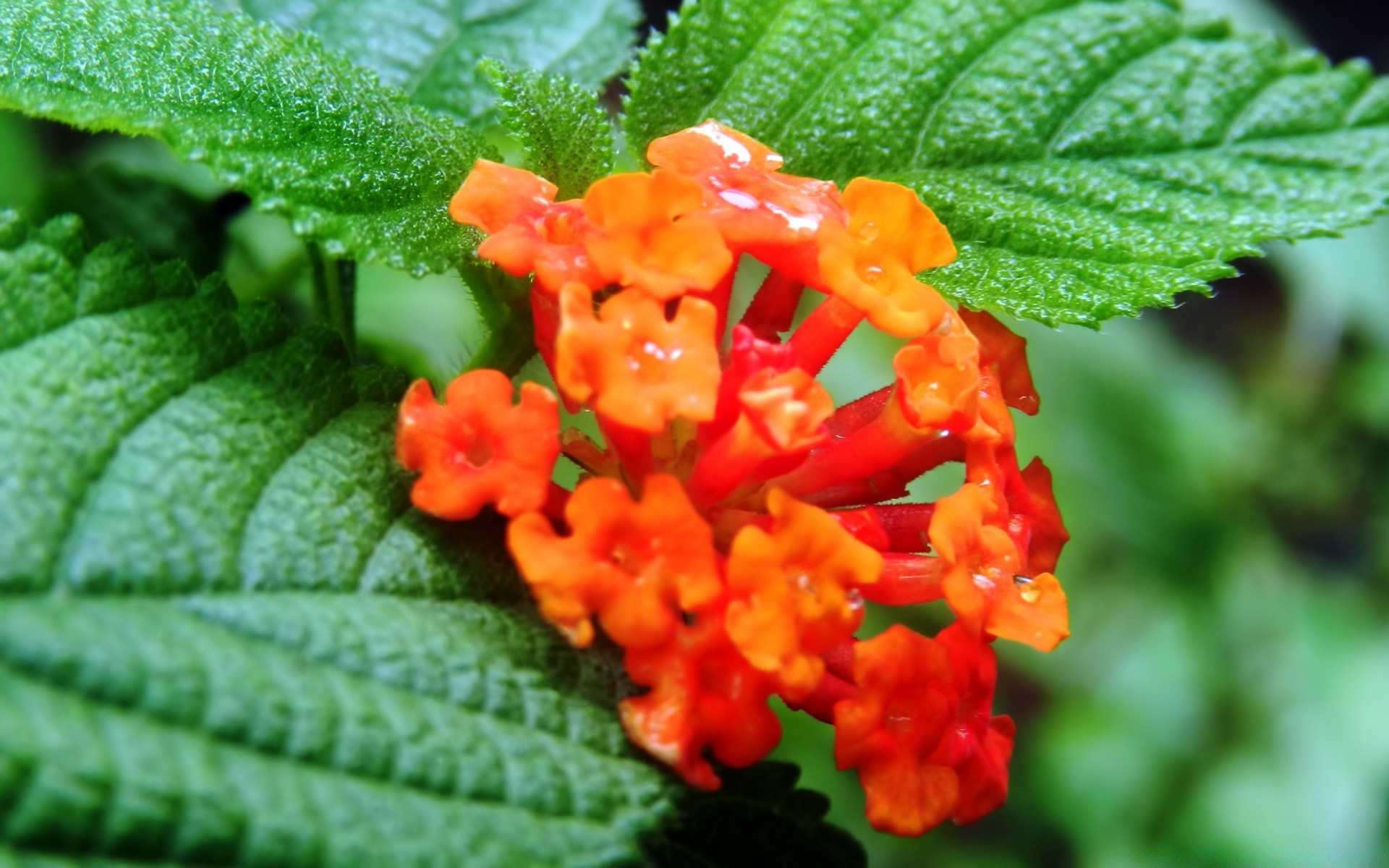 fleurs nature feuille flore fleur couleur jardin été gros plan lumineux à l extérieur