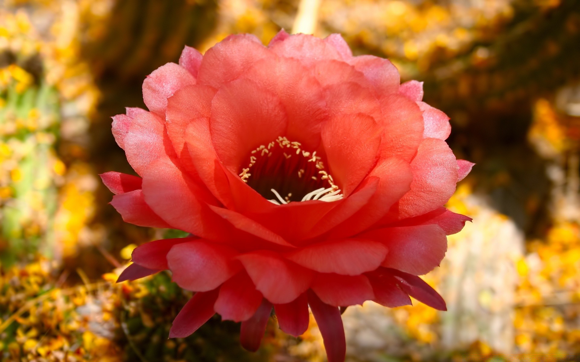 flowers nature flower leaf color flora outdoors garden fall