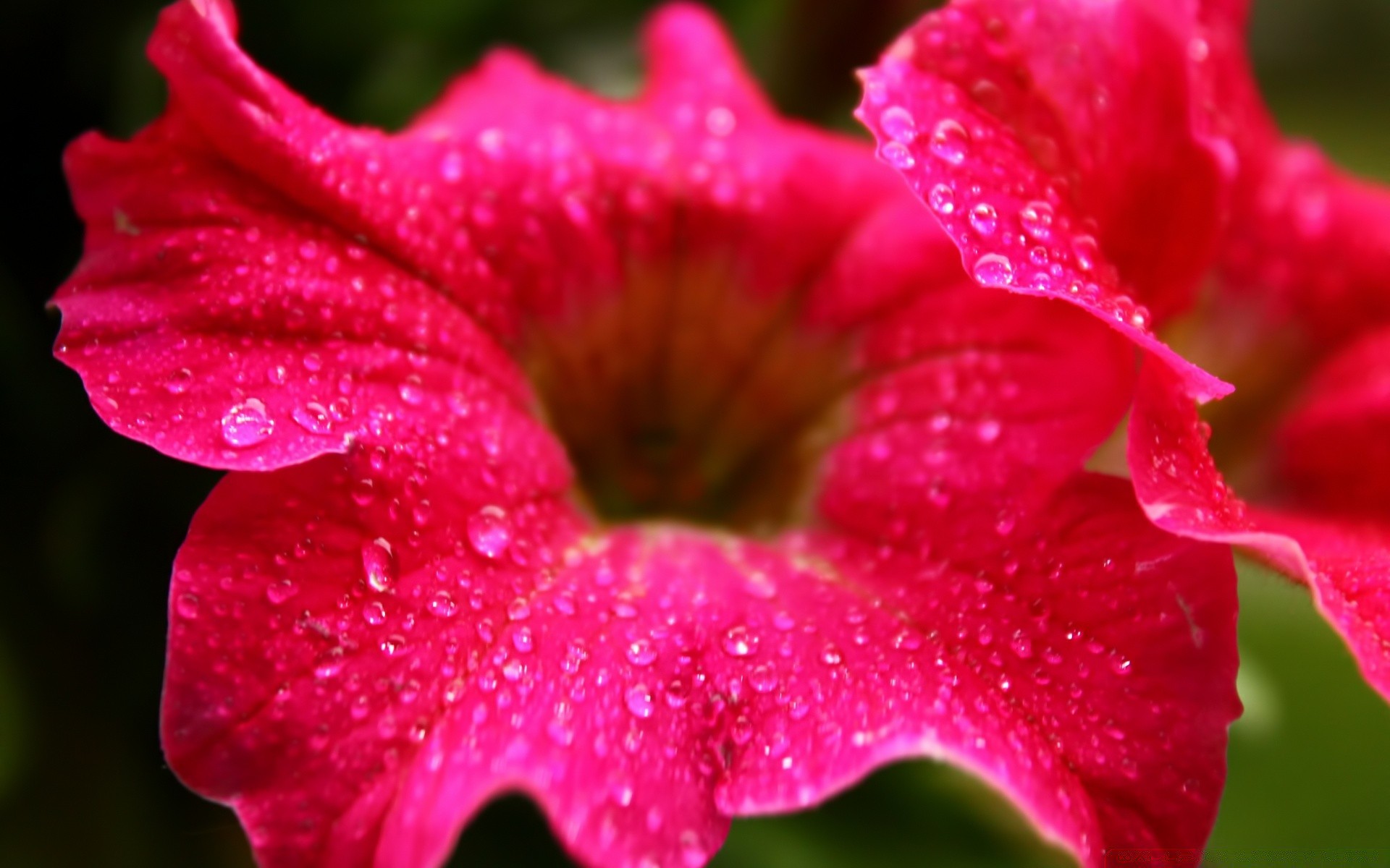 flowers flower flora nature garden color summer dew beautiful close-up floral leaf petal blooming bright rain park botanical tropical