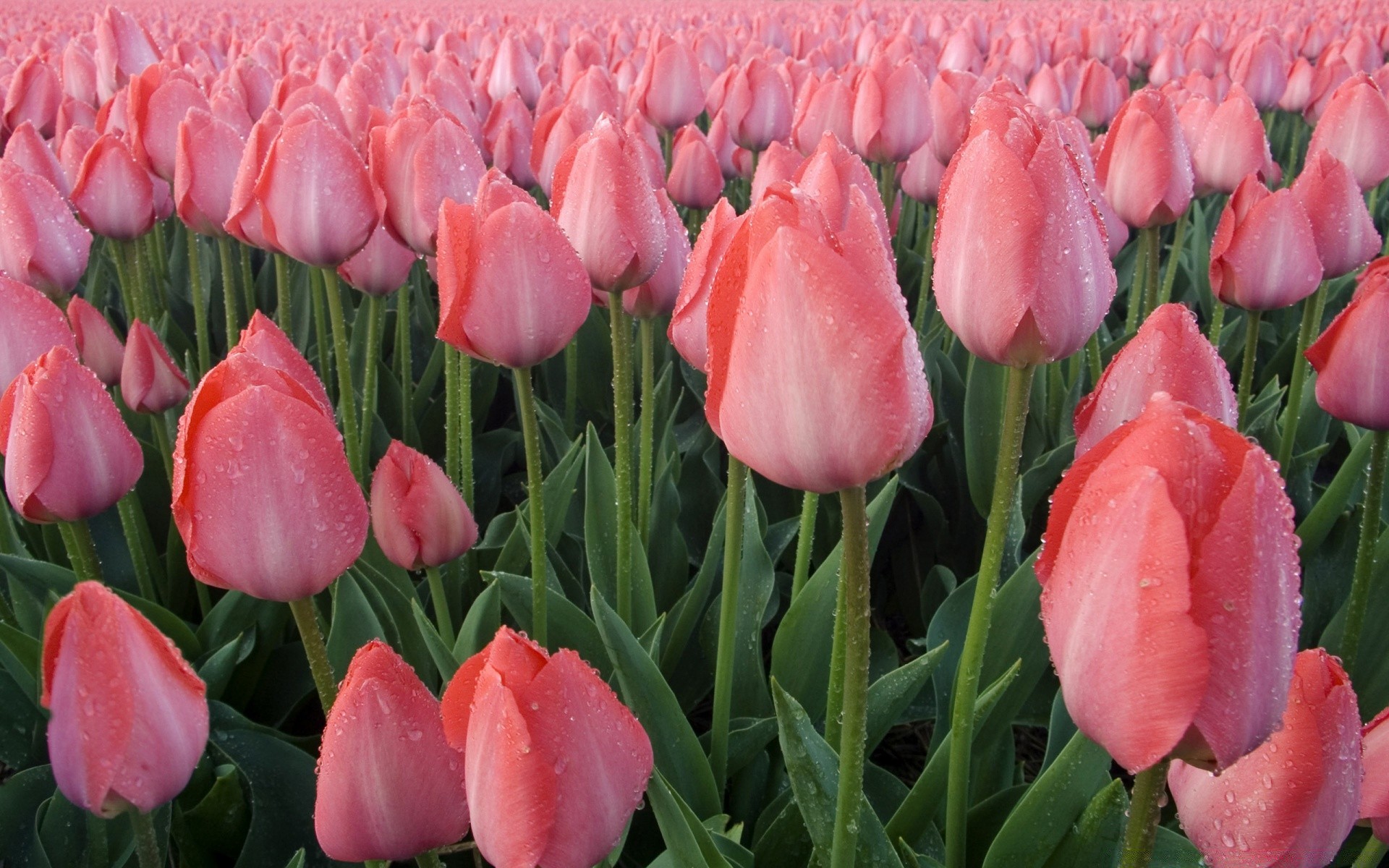 kwiaty kwiat tulipan natura liść flora ogród lato płatek kwiatowy kolor bluming jasny odkryty park sezon bukiet pole wzrost żywy