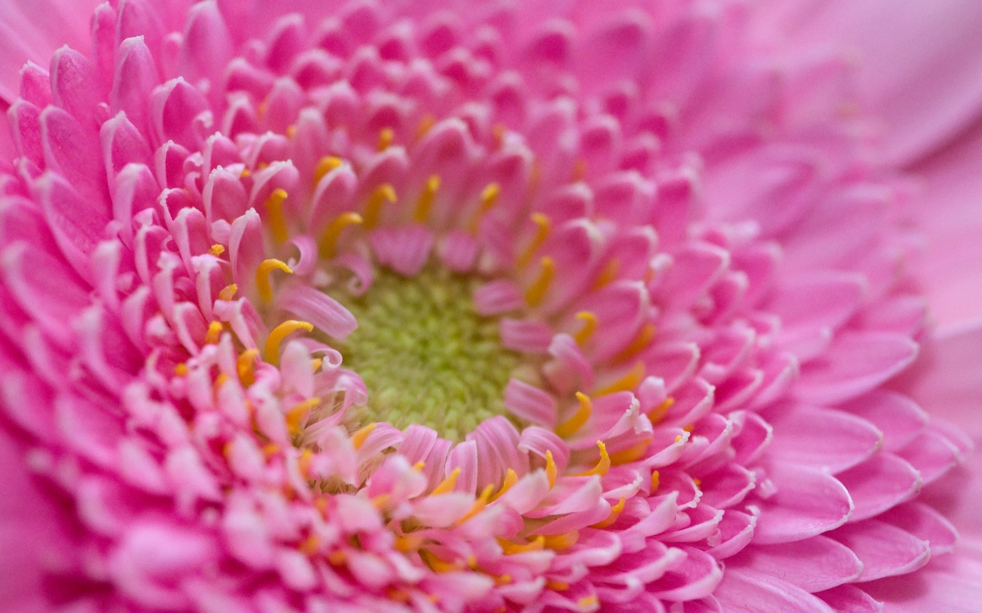 花 花 自然 颜色 植物群 明亮 美丽 花瓣 特写 花卉 夏天 盛开 桌面 花园