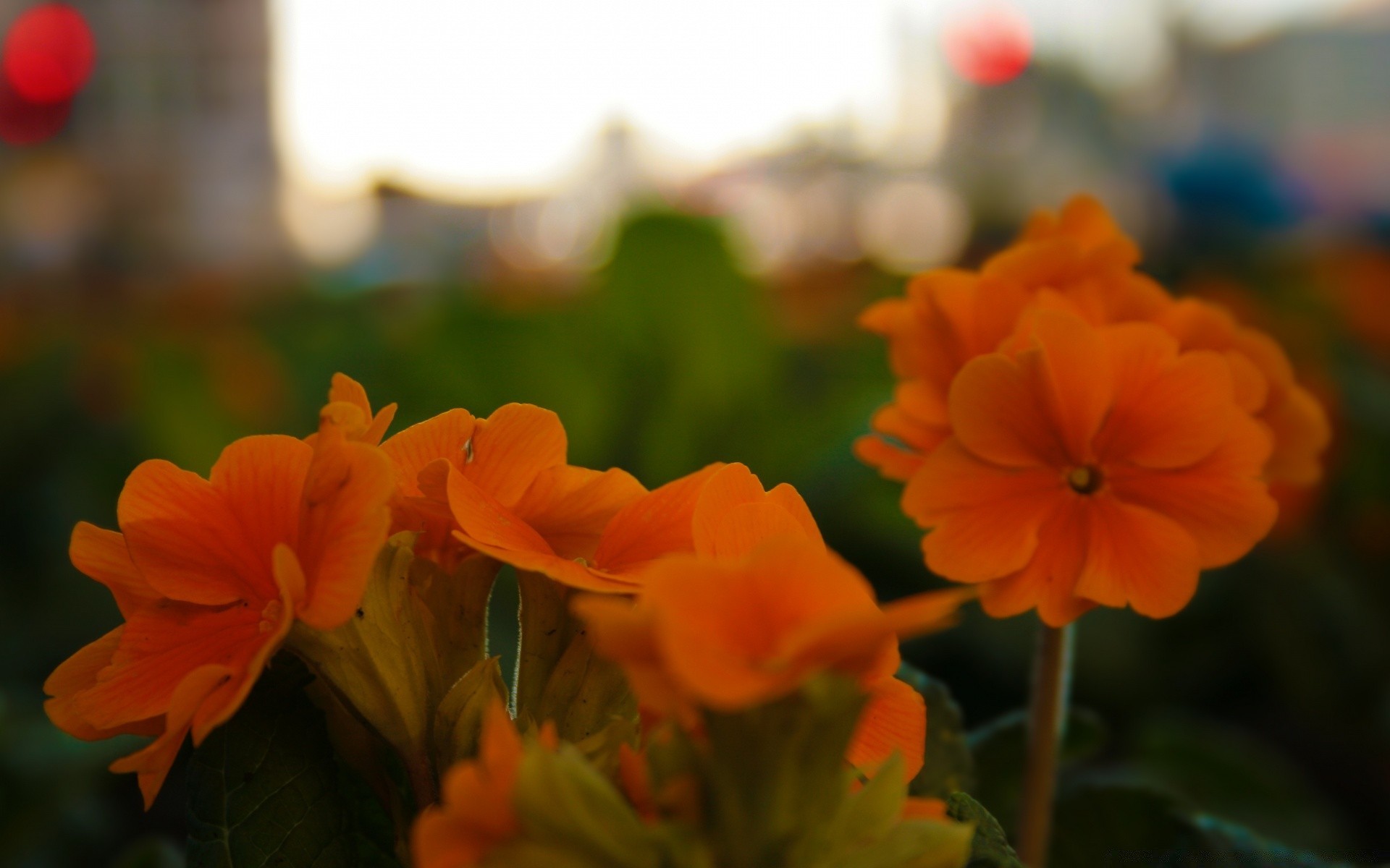 flowers flower nature flora leaf garden summer color blooming petal floral growth outdoors fair weather bouquet bright