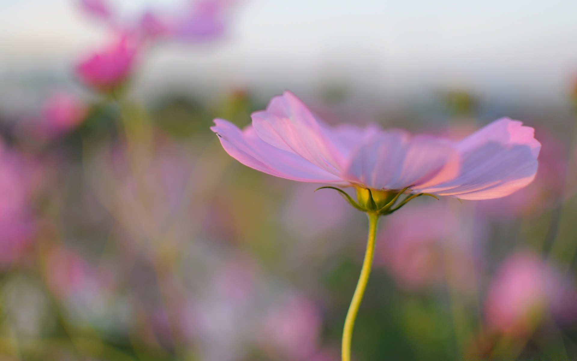 flowers nature flower summer flora bright garden leaf color growth fair weather close-up outdoors petal field sun grass floral blooming hayfield