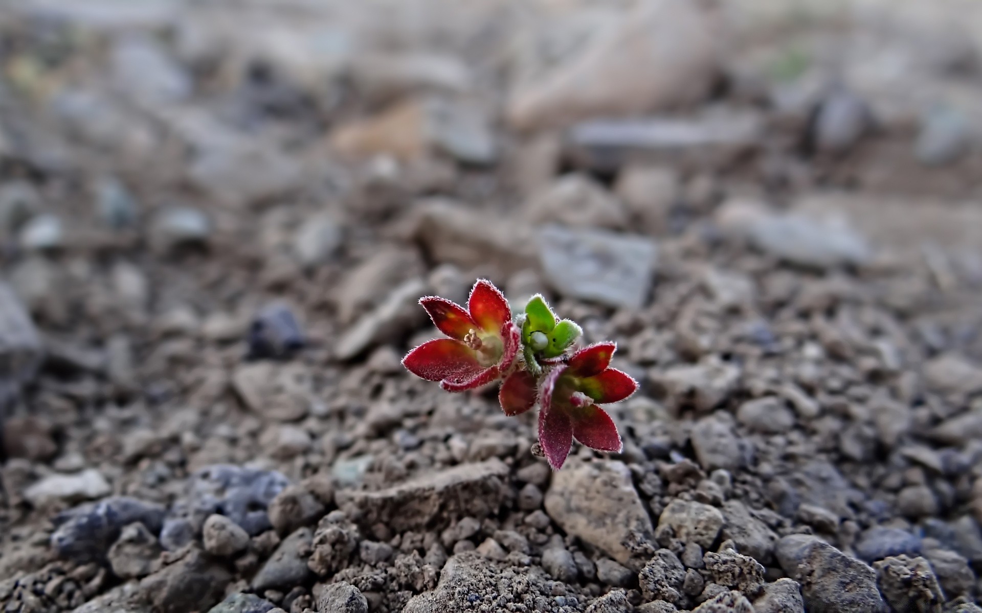 kwiaty natura ziemia gleba na zewnątrz lato kulisty mały liść flora zbliżenie