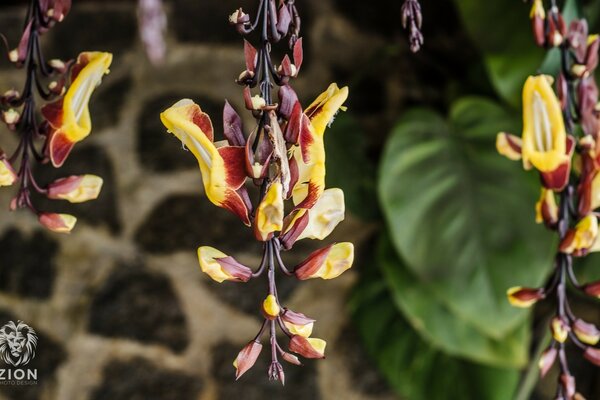 Ungewöhnliche Formen natürlicher Blumen