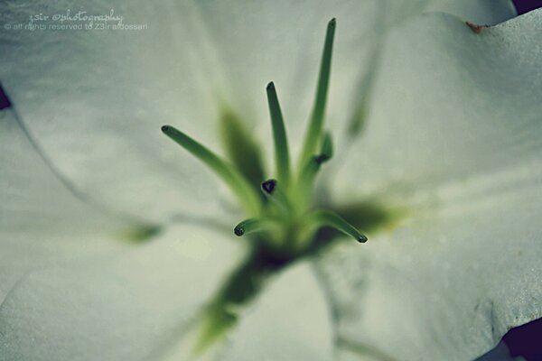 An open white flower in a blurry close-up style