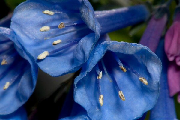 Foglia del fiore sulla natura all aperto