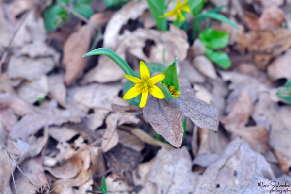 Fiore giallo nel fogliame secco