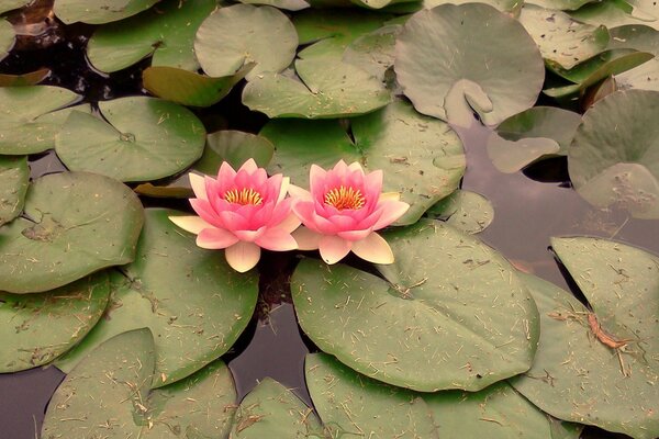 Flores de loto entre las hojas