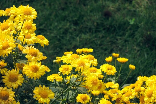 许多美丽的黄色花朵