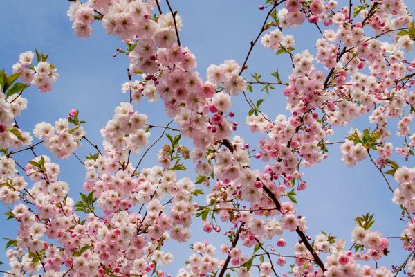 Cherry blossoms on the sky background