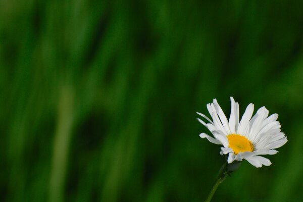 Chamomile on a green background