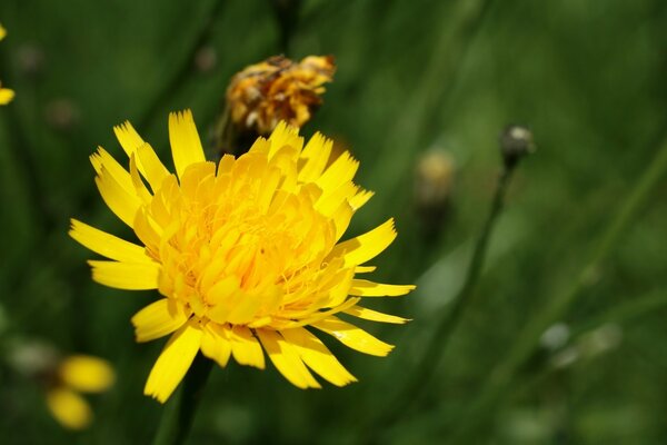 A blooming dandelion in the grass