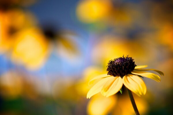 Yellow flower close-up