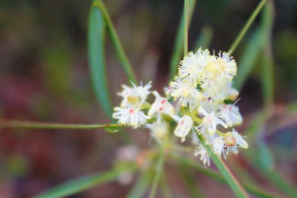 A pale white flower in a macro object