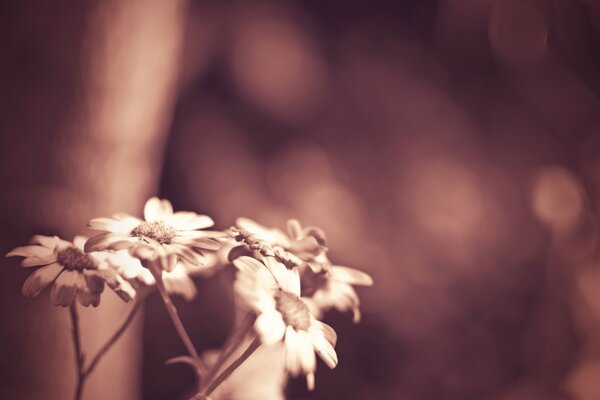 Belles fleurs floues sous le filtre