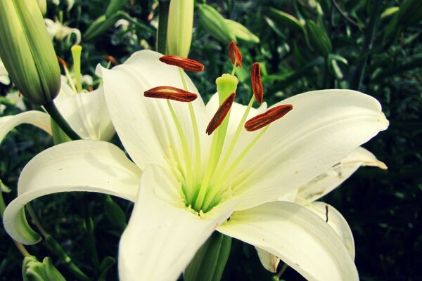 White lily flower close-up