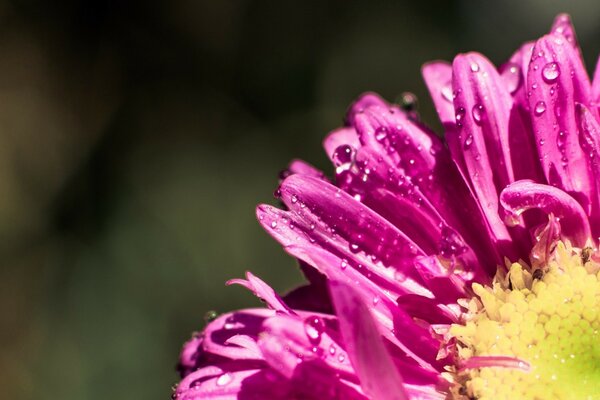 Blütenblätter in Tautropfen. Sommer und Blumen