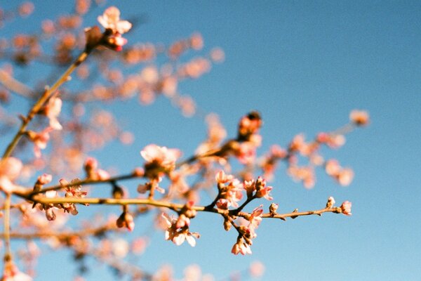 Flowers on a tree against the sky