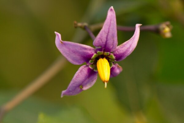 Ramoscelli viola sulla natura all aperto