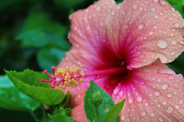 Große Blume im Vollbildmodus