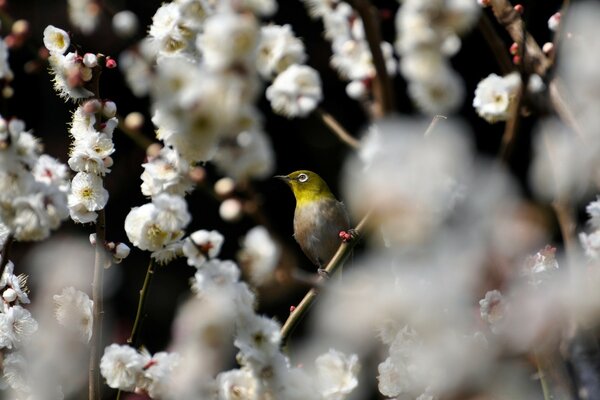 Printemps blanc petites fleurs sur l arbre