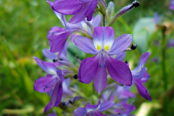 Violetas en macro sobre fondo verde