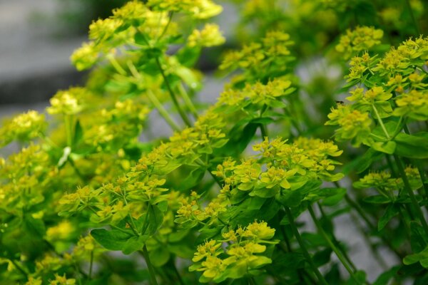 Anmutiger Garten mit Blumen bepflanzt