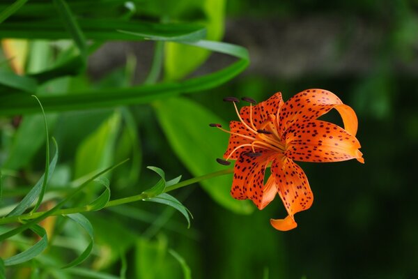 Imagen invertida de una flor de lirio