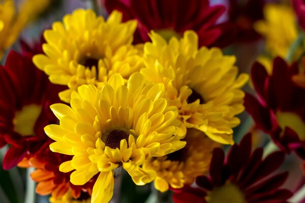 Bouquet of flowers close-up