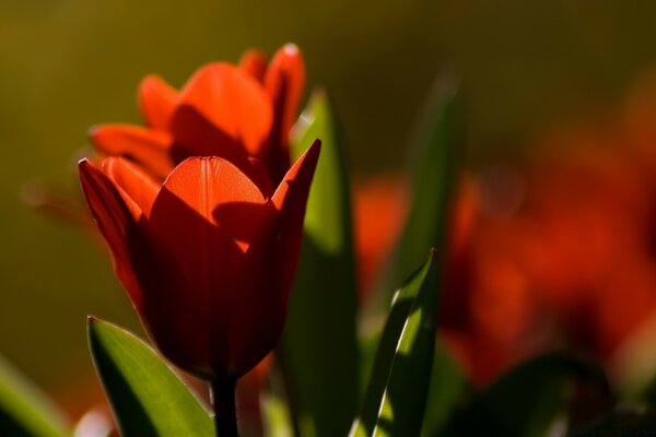 Adorable tulipán en el arte de la naturaleza