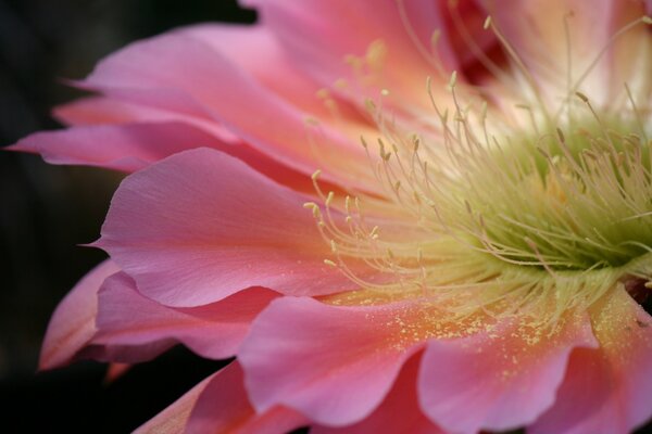 Flowers are the soul of the garden and vegetable garden