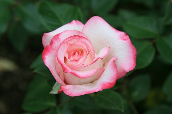 Weiße Rose mit roten Rändern