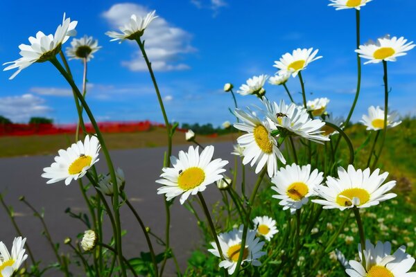 Gänseblümchen auf blauem Himmel Hintergrund