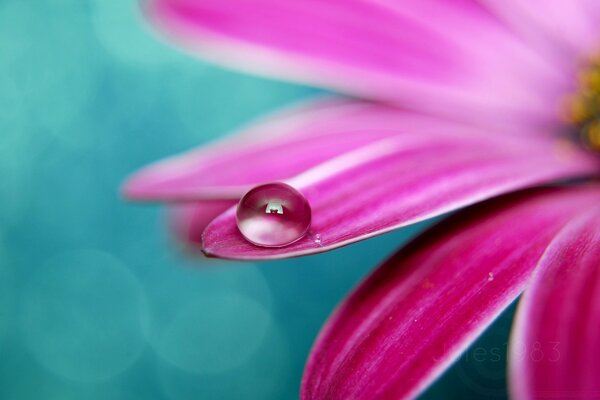 Fundo de flor de mesa