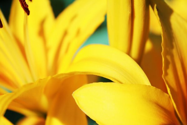 The grace of the yellow lines of the petals