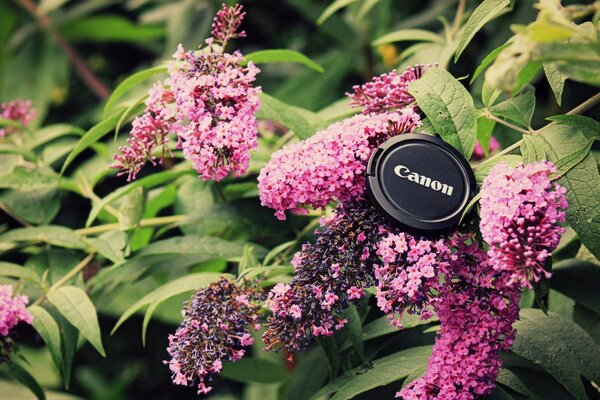 Lilac flowers with leaves in the flora