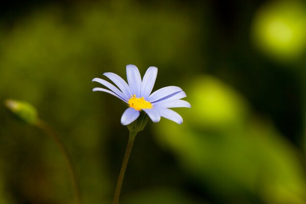 Una flor sobre un fondo borroso