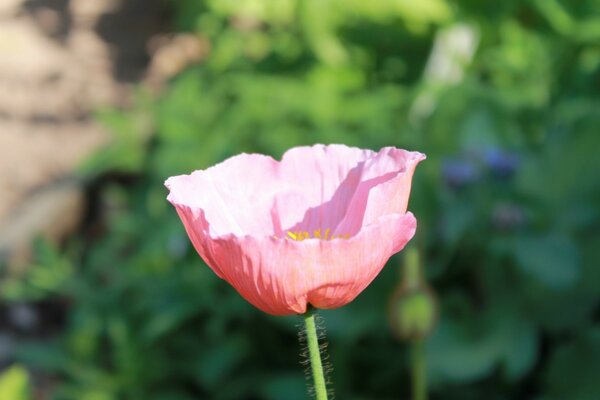 Kwiat Latem na łonie natury we florze