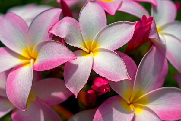 Flores de Plumeria primer plano