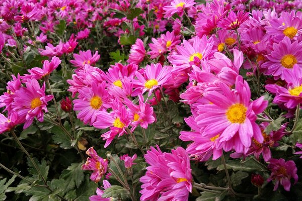 Crisântemos cor-de-rosa exuberantes no jardim