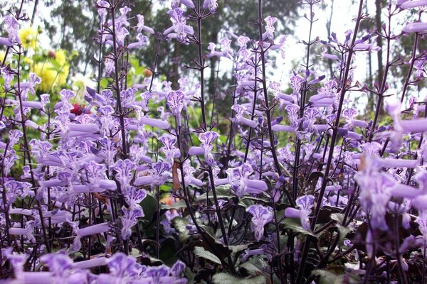 Muchas flores Lilas en el Jardín