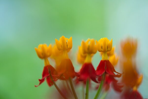 Flores amarelas e vermelhas close-up