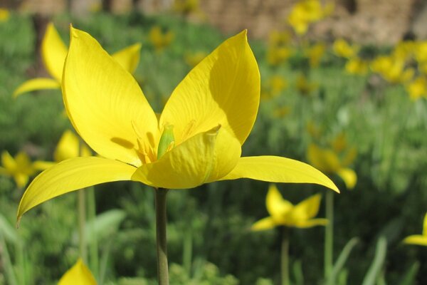 Gelbe Sommerblume in der Natur