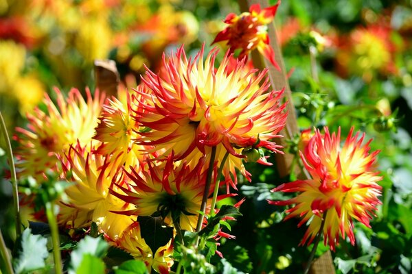 Two-tone yellow-red chrysanthemums in the garden